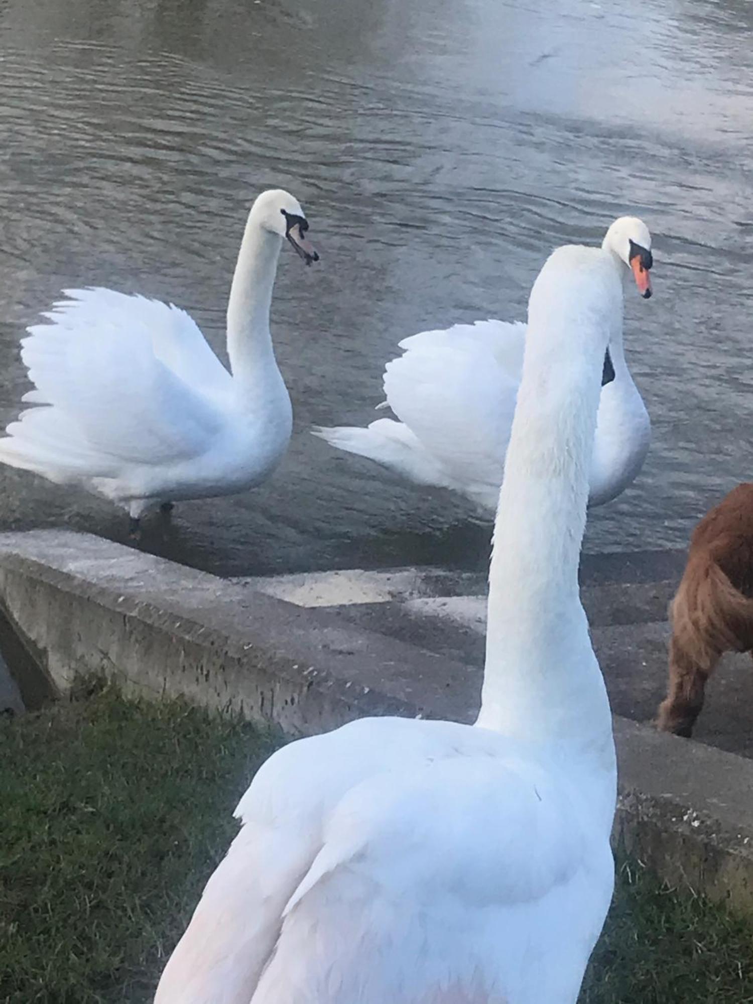 Cozy Double Bedroom In Stunning Bungalow On River Thames - Near Thorpe Park/Royal Holloway University/20Mins From Heathrow Staines-upon-Thames Ngoại thất bức ảnh